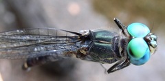 Micrathyria atra