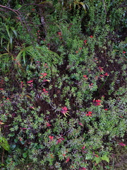 Castilleja talamancensis