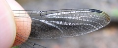 Micrathyria atra