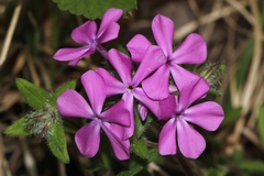 Phlox amoena