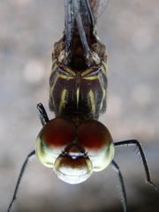 Micrathyria atra