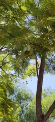 Jacaranda mimosifolia