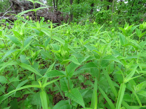 Image of Monarda luteola by (c) Annika Lindqvist, some rights reserved (CC BY)
