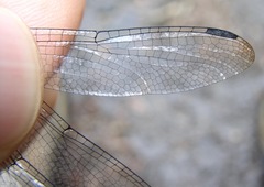 Micrathyria atra