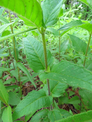 Image of Monarda luteola by (c) Annika Lindqvist, some rights reserved (CC BY)