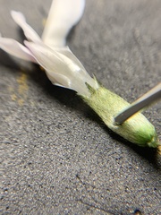 Astragalus conjunctus