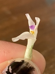 Astragalus conjunctus