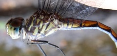 Micrathyria atra