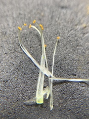 Astragalus conjunctus