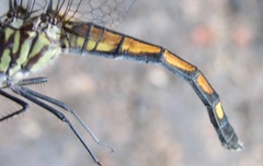 Micrathyria atra