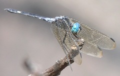 Micrathyria atra