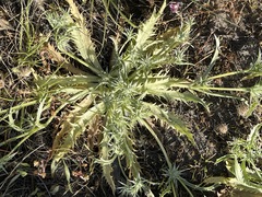 Eryngium armatum