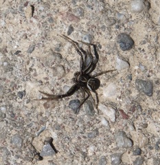 Xysticus ferrugineus