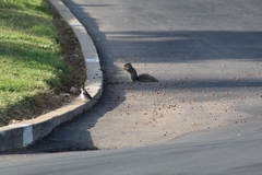 Sciurus niger