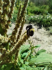 Astylus vittaticollis