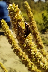 Astylus vittaticollis