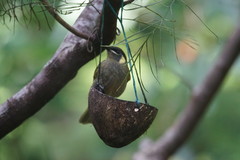 Meliphaga lewinii mab