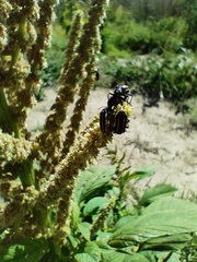 Astylus vittaticollis