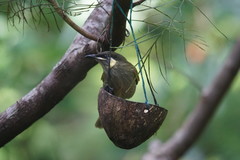 Meliphaga lewinii mab