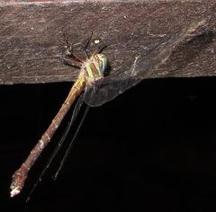 Neuraeschna harpya