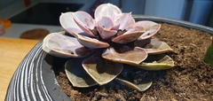Echeveria gibbiflora × potosina