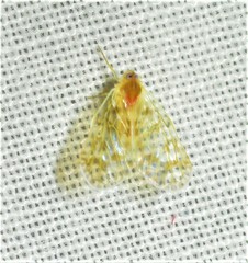 Saccharodite chrysonoe