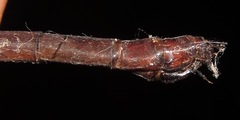 Neuraeschna harpya