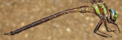 Neuraeschna harpya