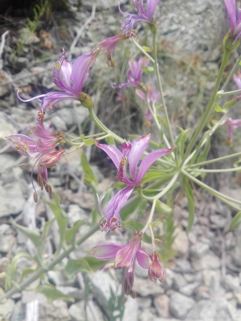 Alstroemeria zoellneri