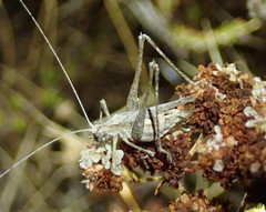 Brachyinsara hemiptera