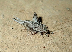 Cycloptilum distinctum