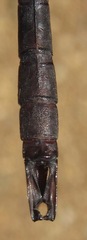 Neuraeschna harpya