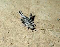 Cycloptilum distinctum