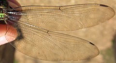 Neuraeschna harpya