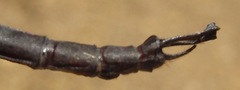 Neuraeschna harpya