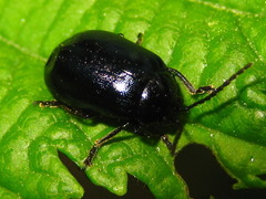 Agelastica coerulea