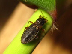 Dimorphopterus pallipes