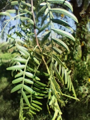 Schinus areira
