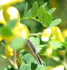 Glaucopsyche lygdamus australis