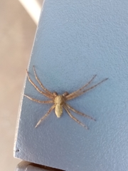 Philodromus aureolus