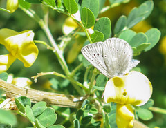 Glaucopsyche lygdamus australis