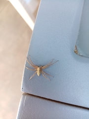 Philodromus aureolus