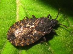 Neuroctenus castaneus