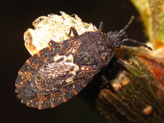 Neuroctenus castaneus