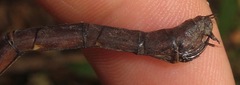 Neuraeschna harpya