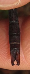 Neuraeschna harpya