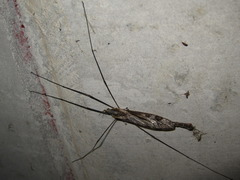 Tipula coquilletti