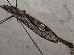 Tipula coquilletti