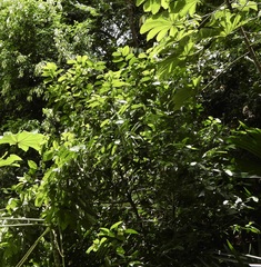 Lacistema aggregatum