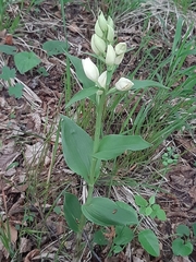 Cephalanthera damasonium